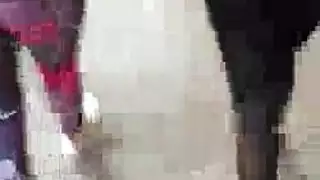 طوق الكرواتية الناضجة الإيطالية